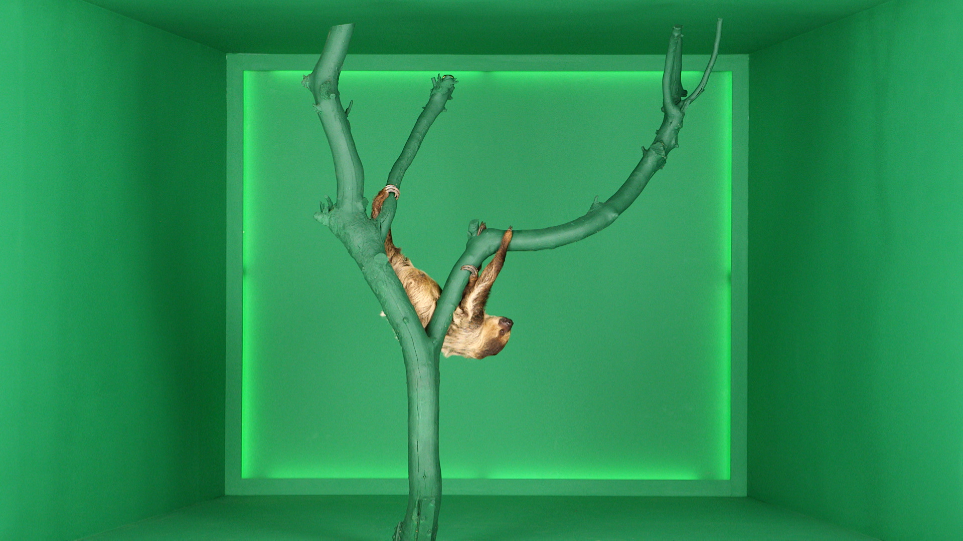 HRB_SLOTHSTREAM_1449_STILL