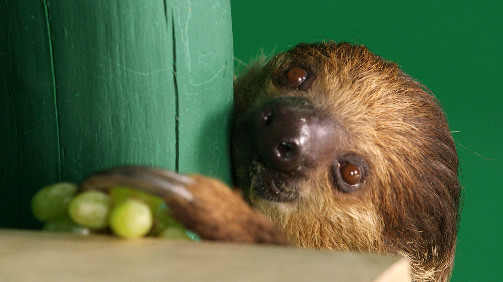 HRB_SLOTHSTREAM_GrapeStill