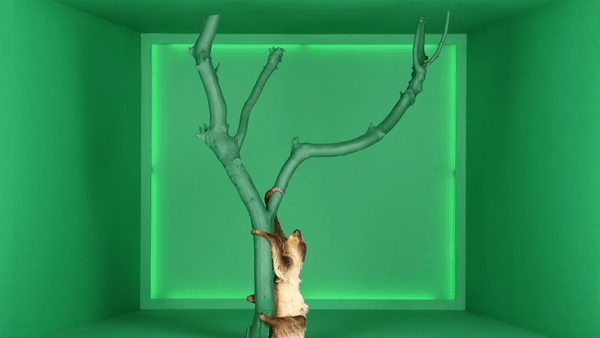 HRB_SlothLivestream_HomerGIF