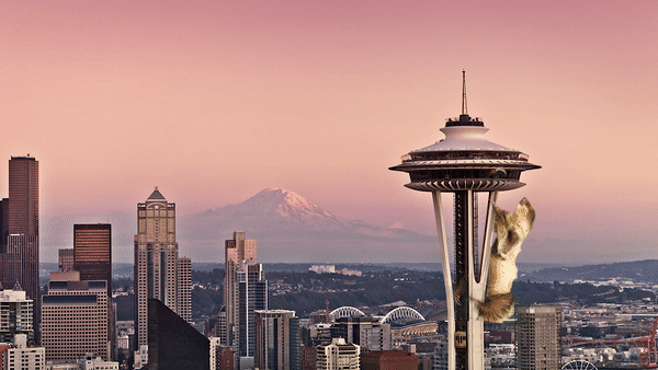 HRB_SlothLivestream_SpaceNeedleGIF