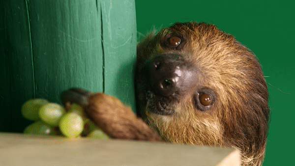 HRB_Sloth_Gif_1014