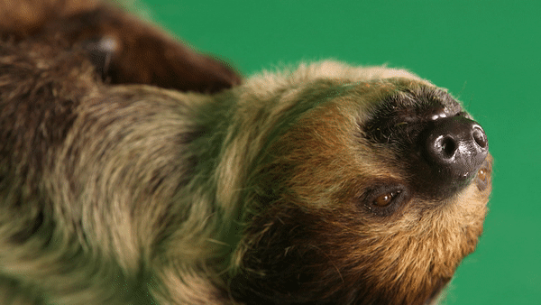 HRB_Sloth_Gif_1100