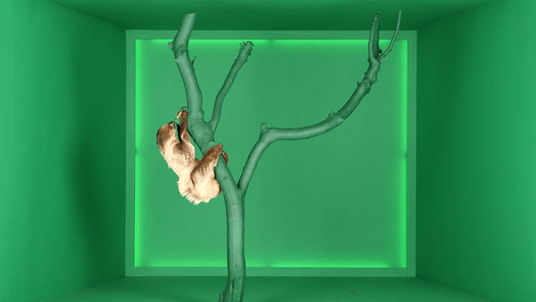 HRB_Sloth_Gif_1153