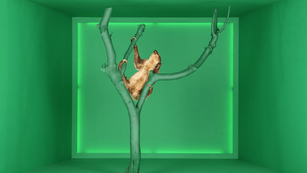 HRB_Sloth_Gif_1448