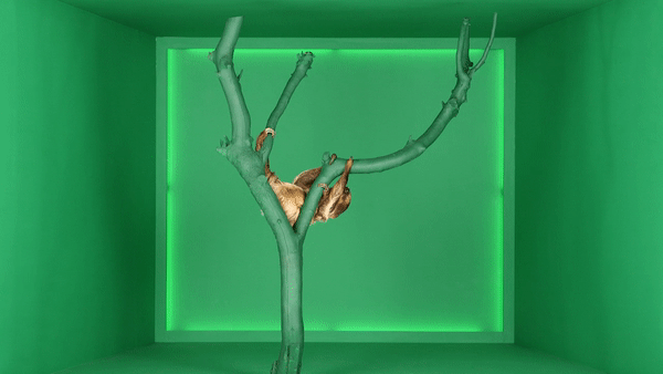 HRB_Sloth_Gif_1449