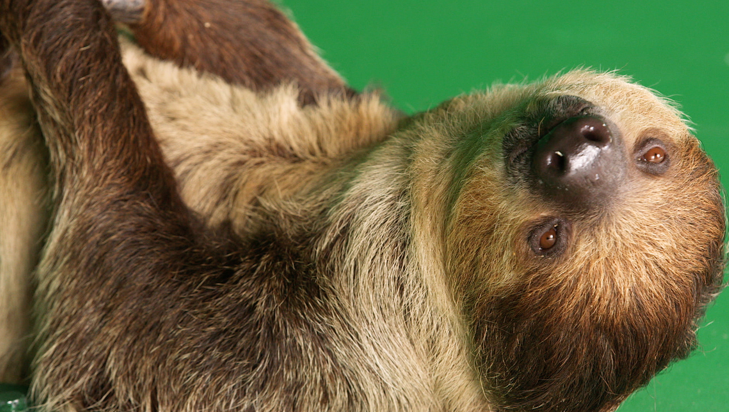 #SlothStream